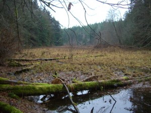 beaver pond