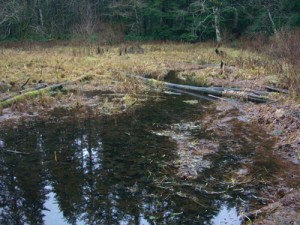 beaver pond