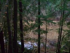 beaver pond