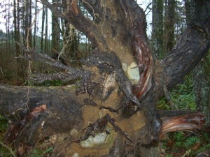 I was impressed by all the rocks caught up in this tree's root system.